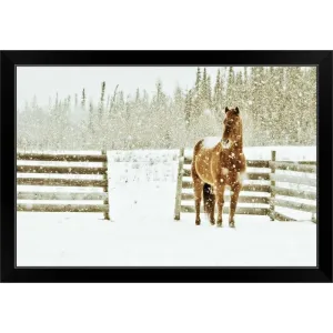 "A sorrel colored quarter horse standing in a corral during a snowstorm." Black Framed Print