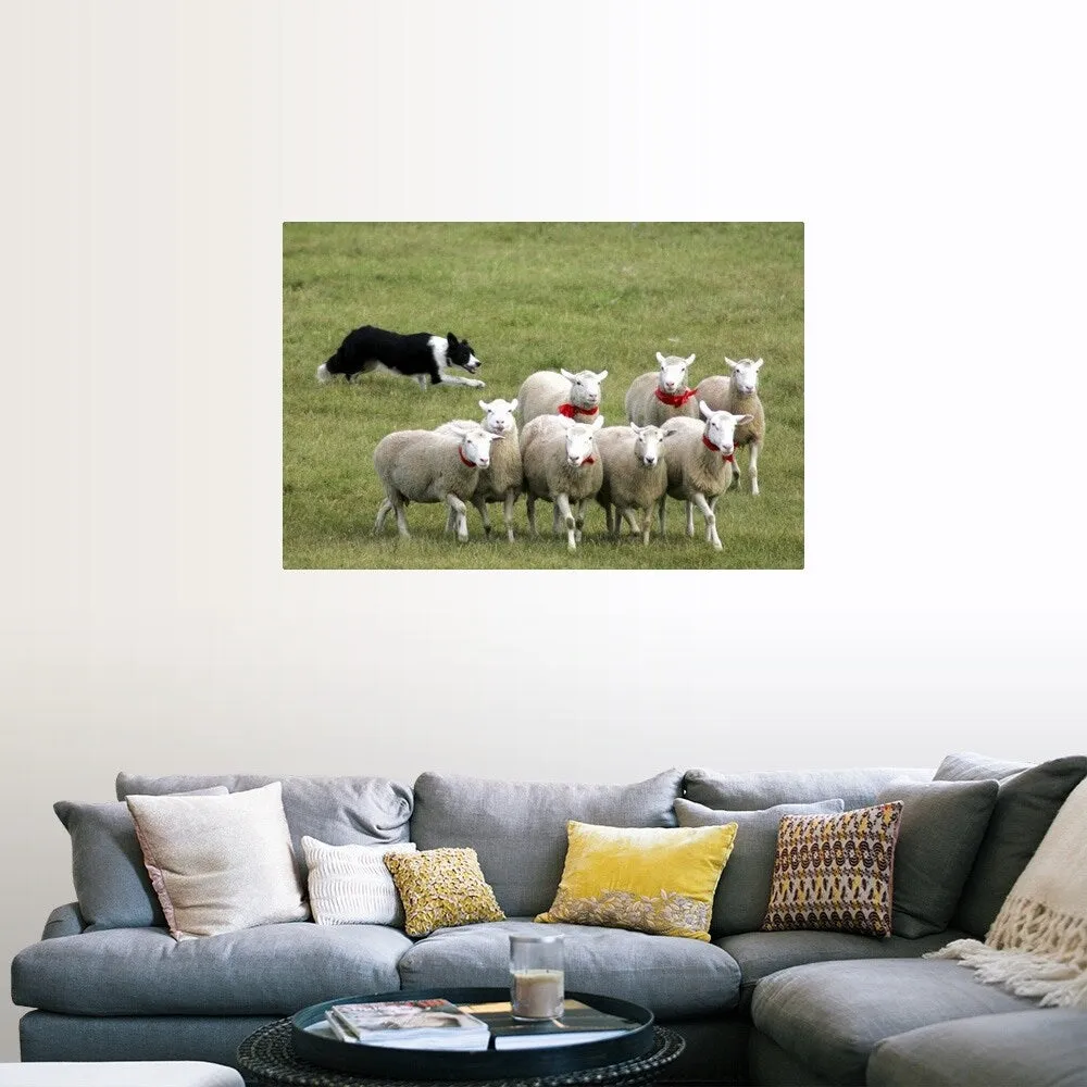 "Border Collie herding sheep" Poster Print - Multi