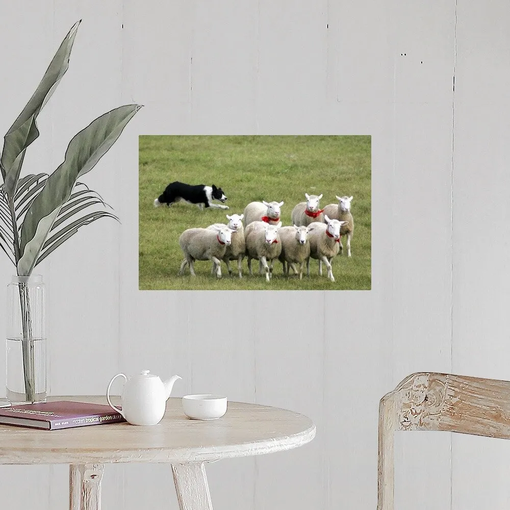 "Border Collie herding sheep" Poster Print - Multi