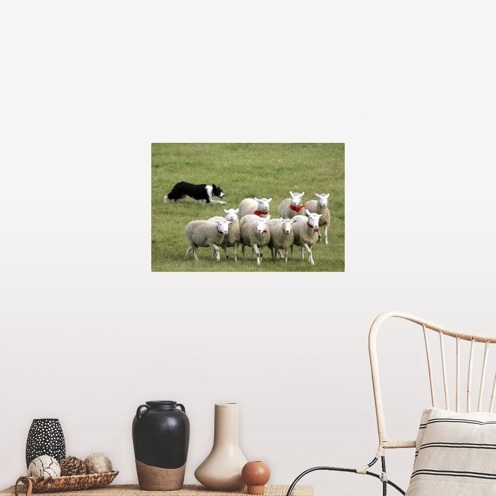 "Border Collie herding sheep" Poster Print - Multi