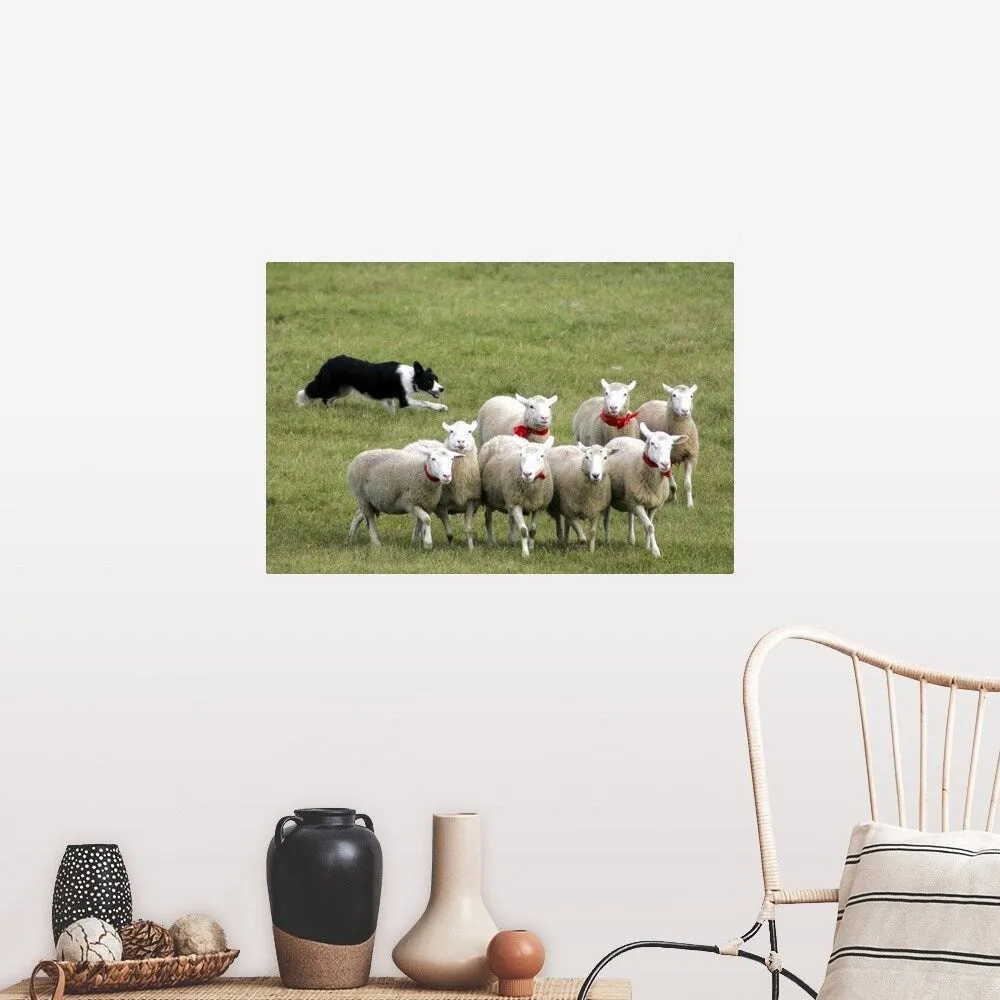 "Border Collie herding sheep" Poster Print - Multi