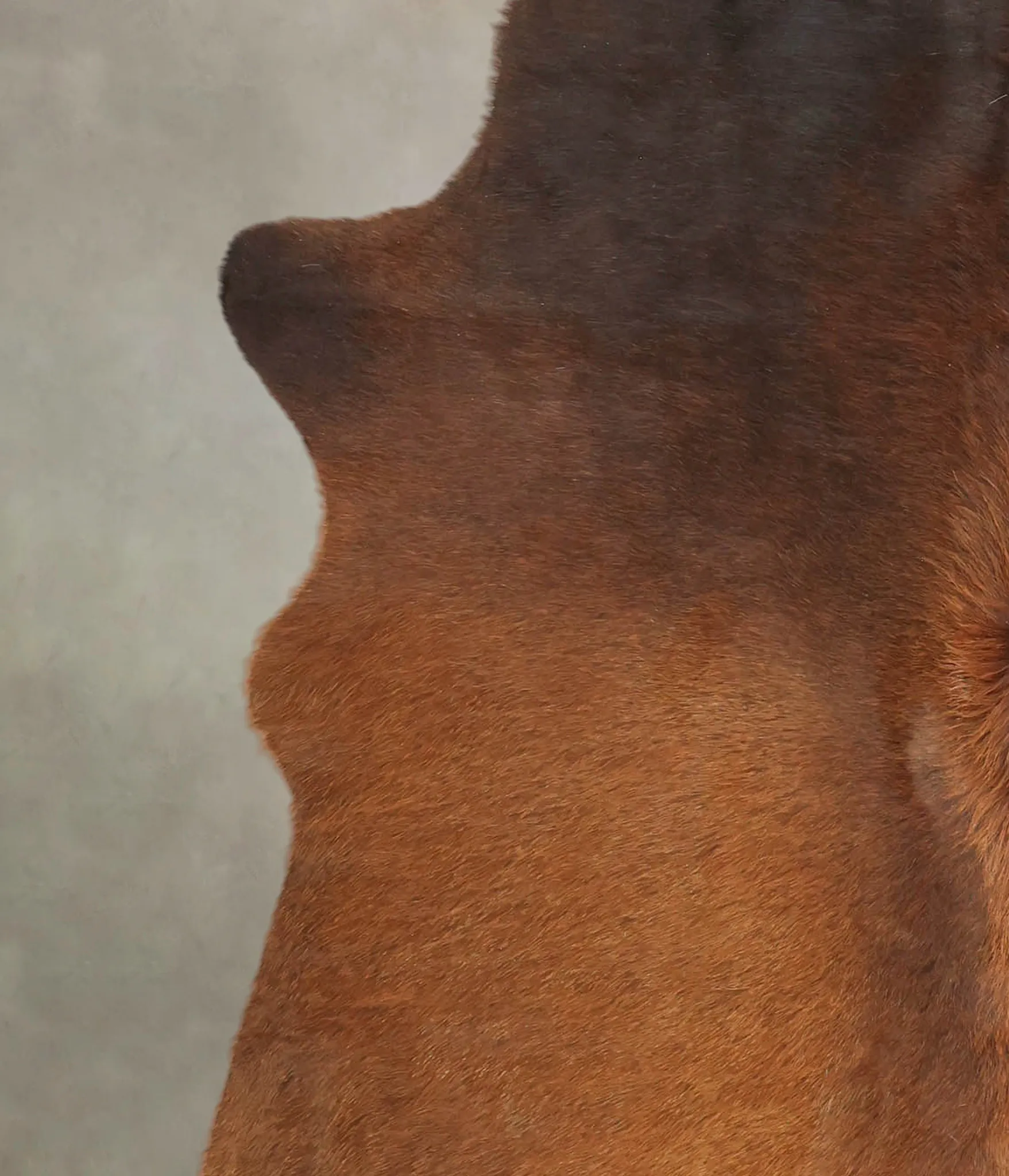 Warm Caramel X-Large Brazilian Cowhide Rug 7'1"H x 5'11"W #B3639 by Hudson Hides