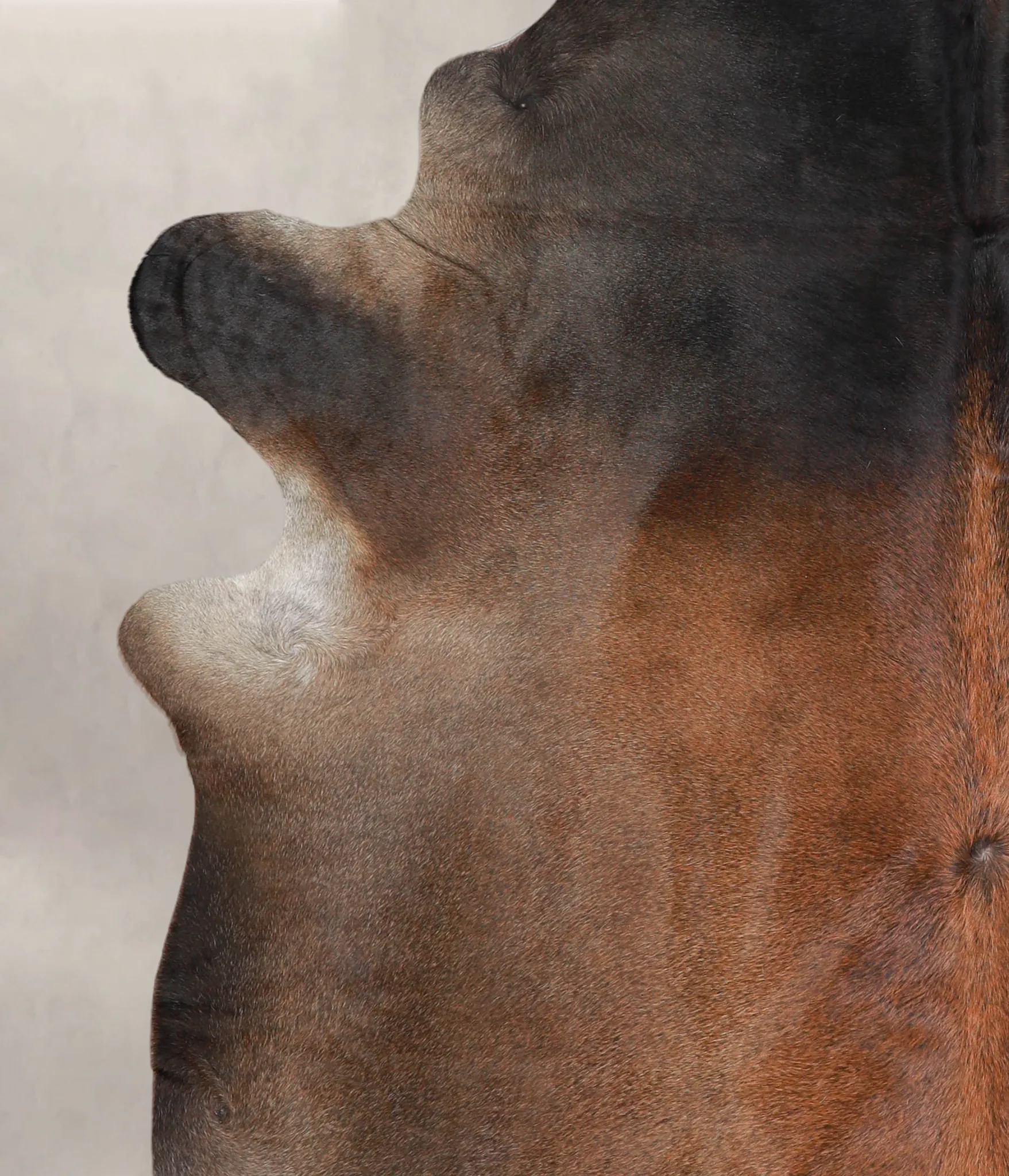 Warm Caramel XX-Large Brazilian Cowhide Rug 7'9"H x 7'2"W #A23669 by Hudson Hides