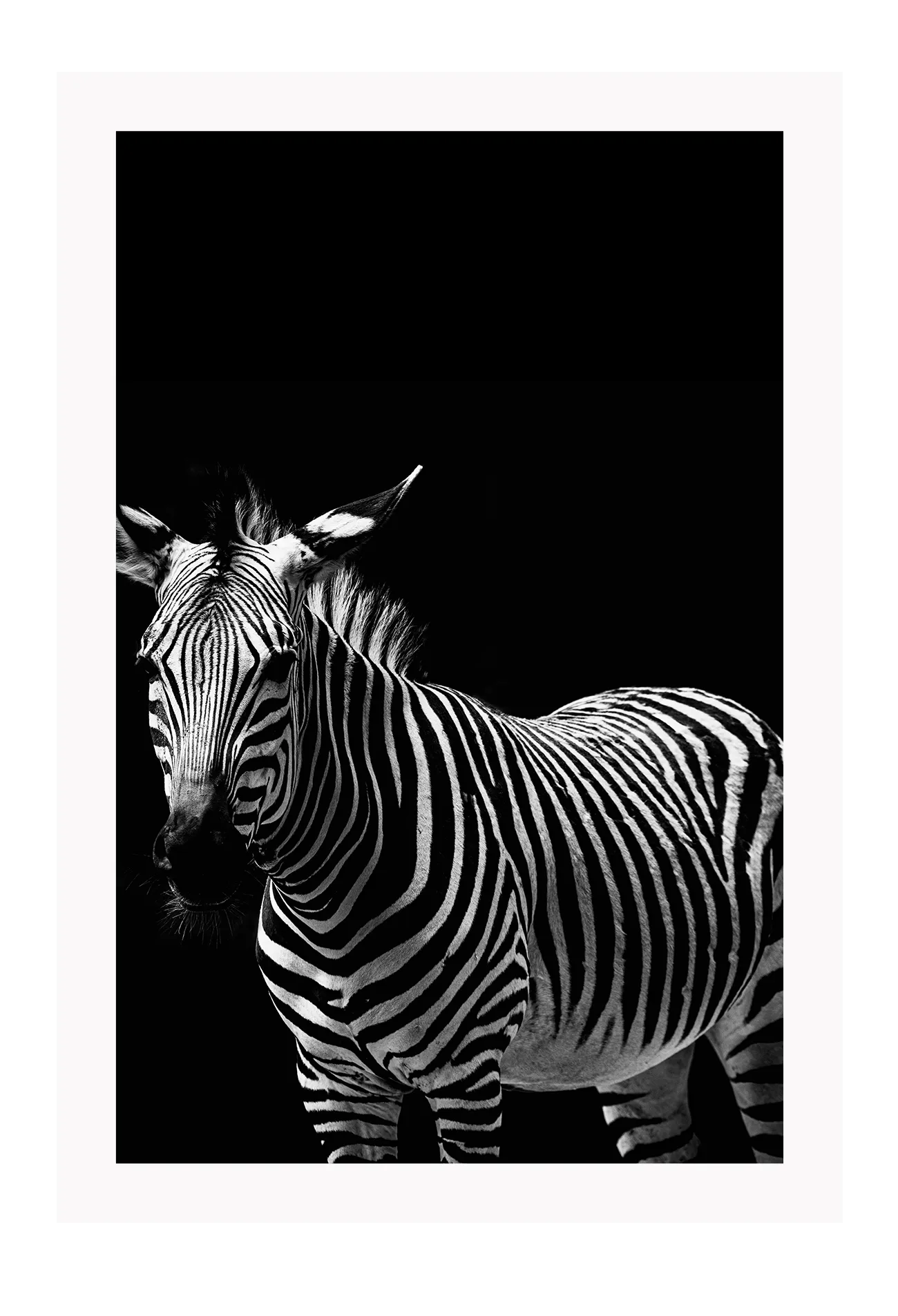 Zebra Black