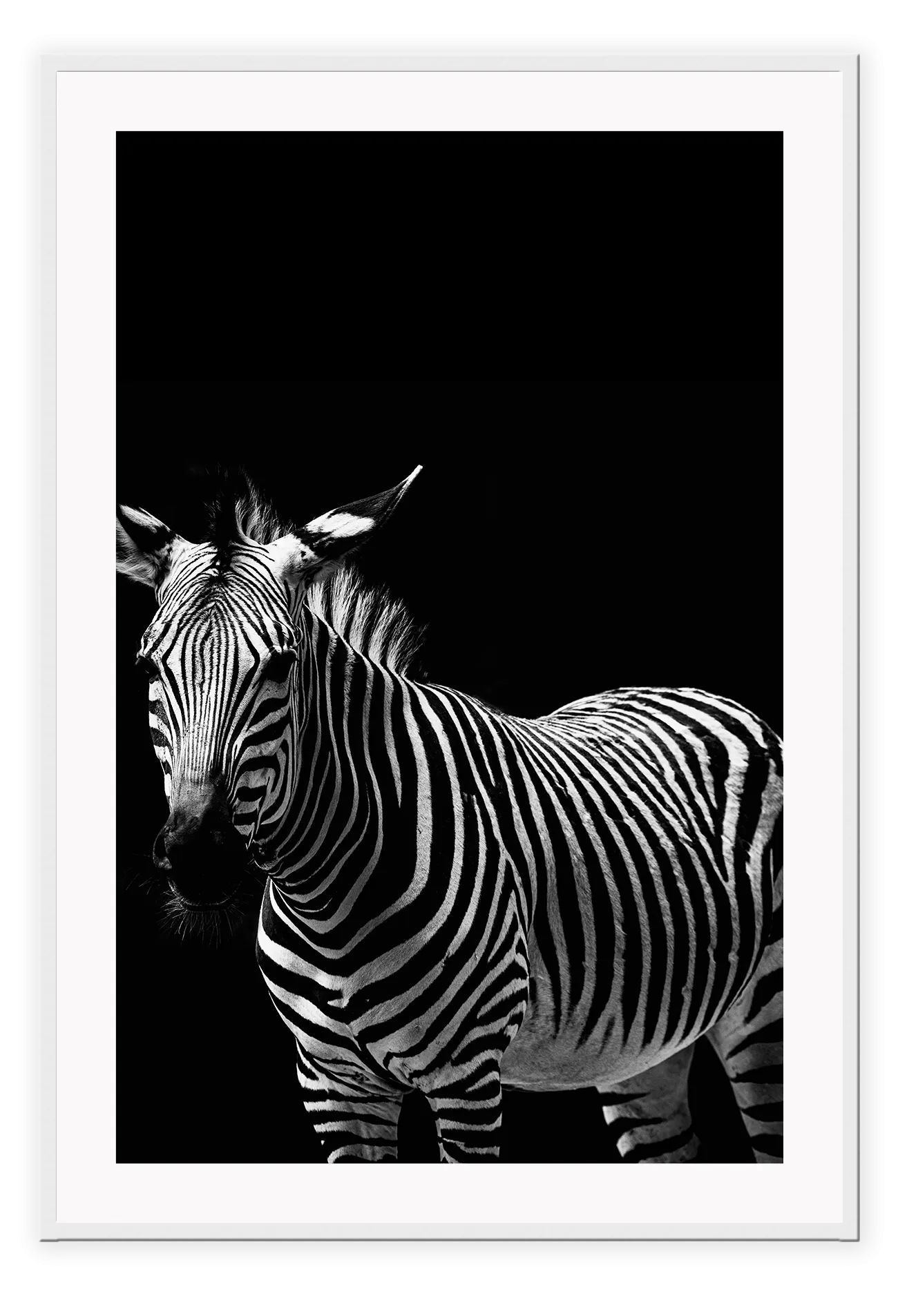 Zebra Black